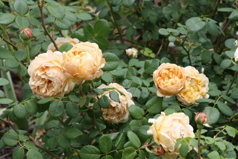 Роза beau Narcisse