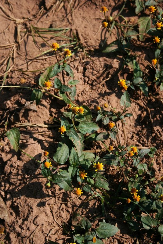 Spilanthes paniculata