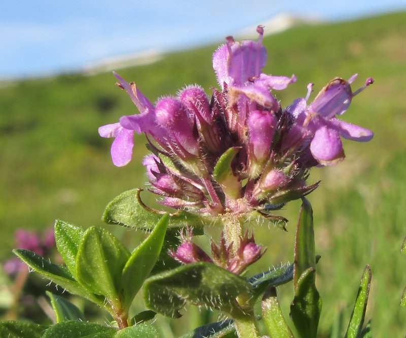Тимьян, чабрец (Thymus)