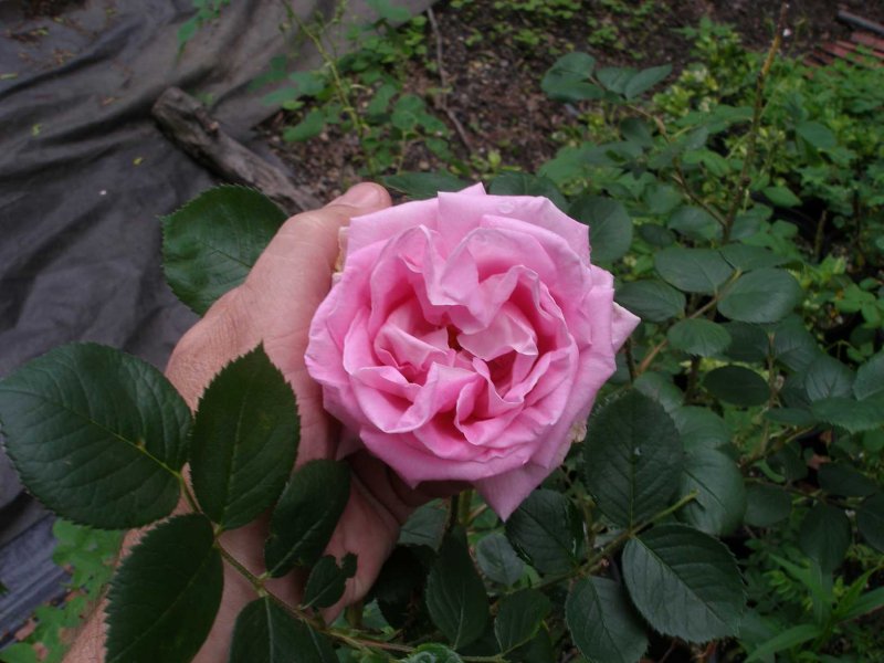 Роза чайно-гибридная Фламинго