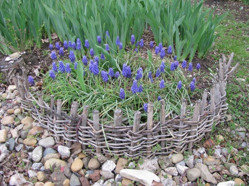 Мускари azureum