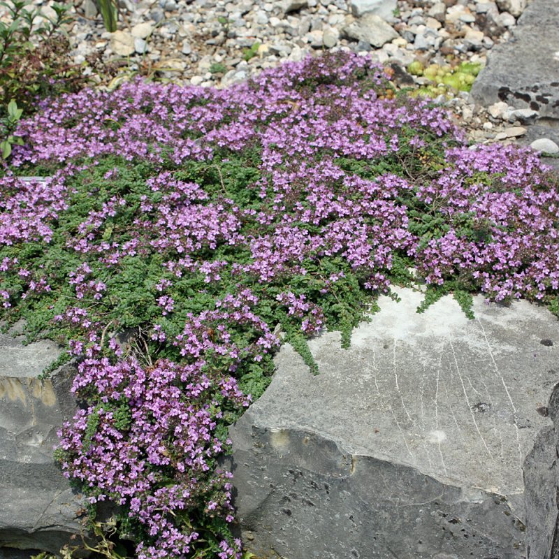 Тимьян, чабрец (Thymus)
