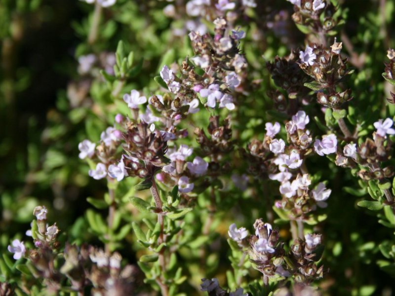 Тимьян обыкновенный (Thymus vulgaris `Compactus`)