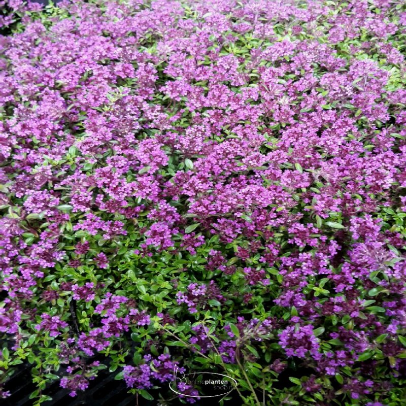 Thymus pulegioides