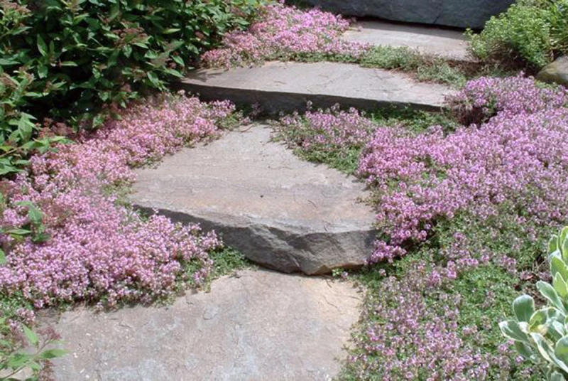 Тимьян ползучий (Thymus serpyllum 'Magic Carpet')