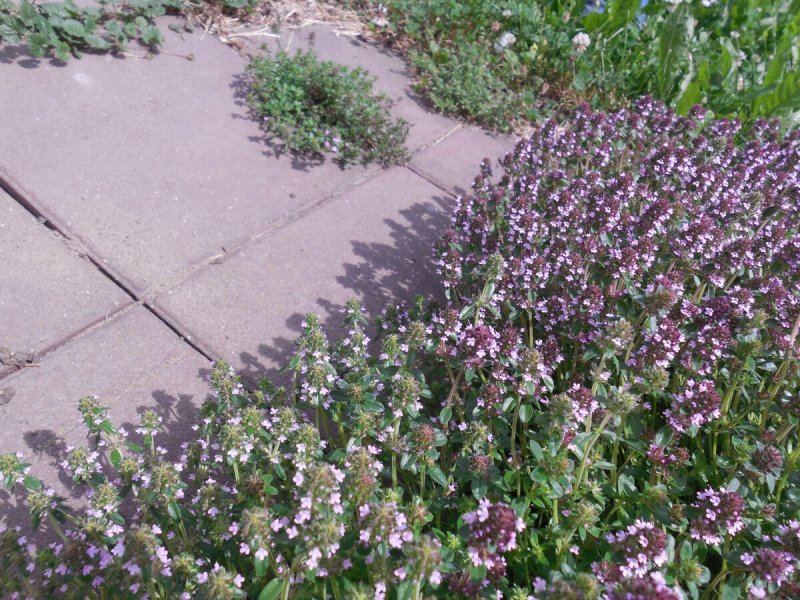 Тимьян ранний albiflorus