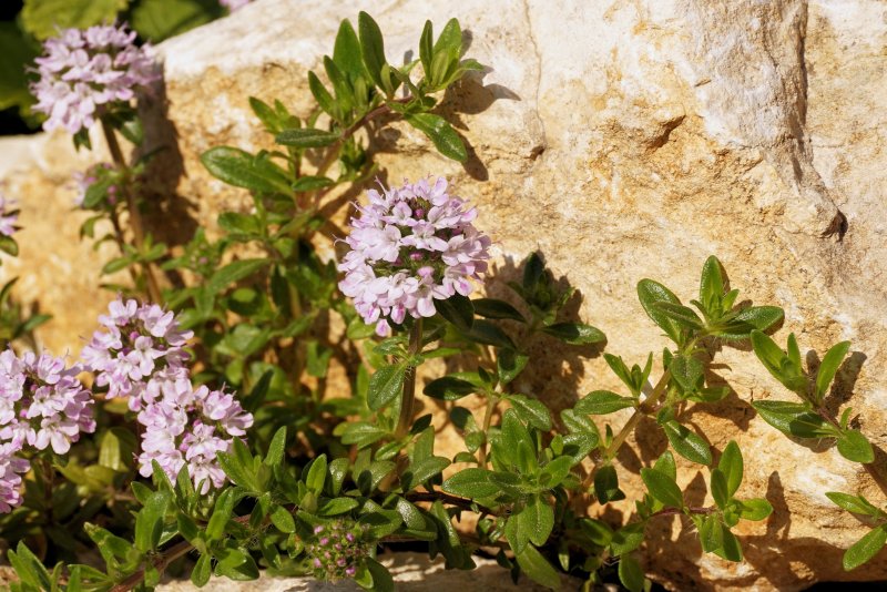Тимьян Thymus vulgaris