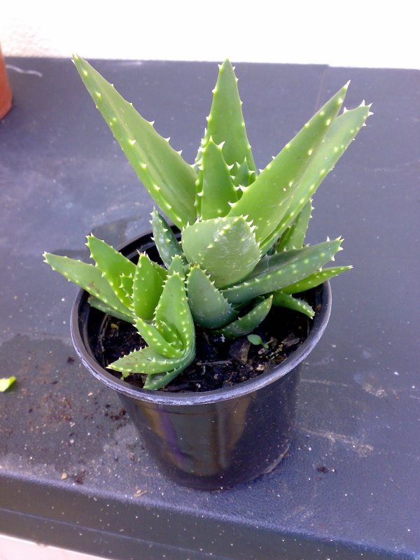 Алоэ колпачковидное Aloe mitriformis