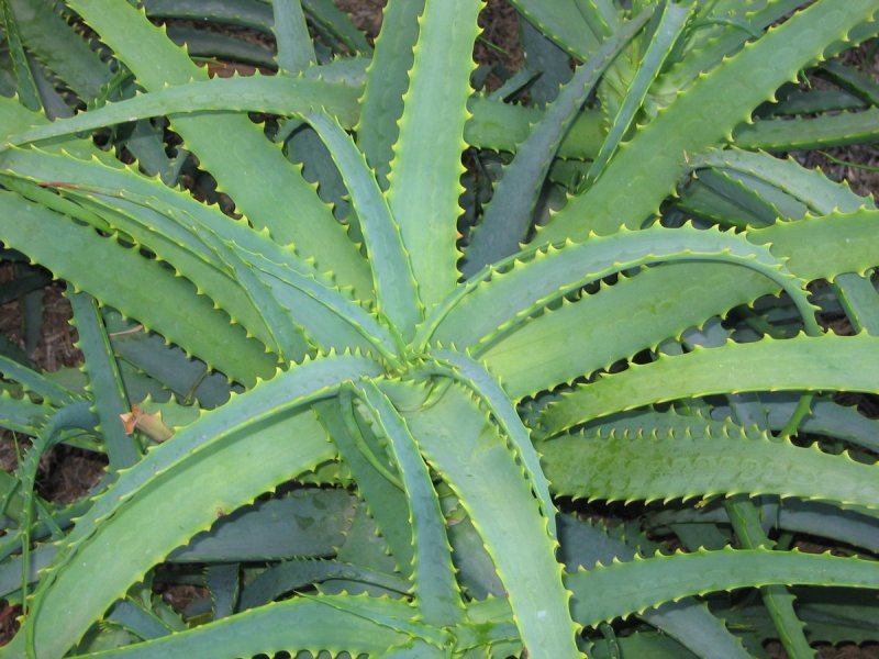 Хавортия limifolia