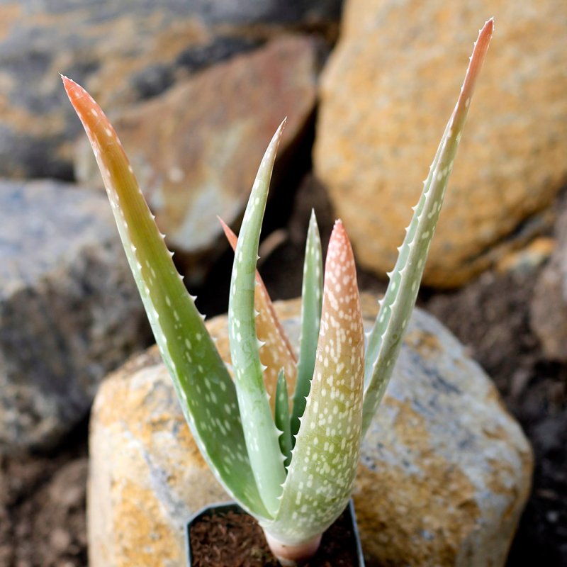 Aloe Vera barbadensis