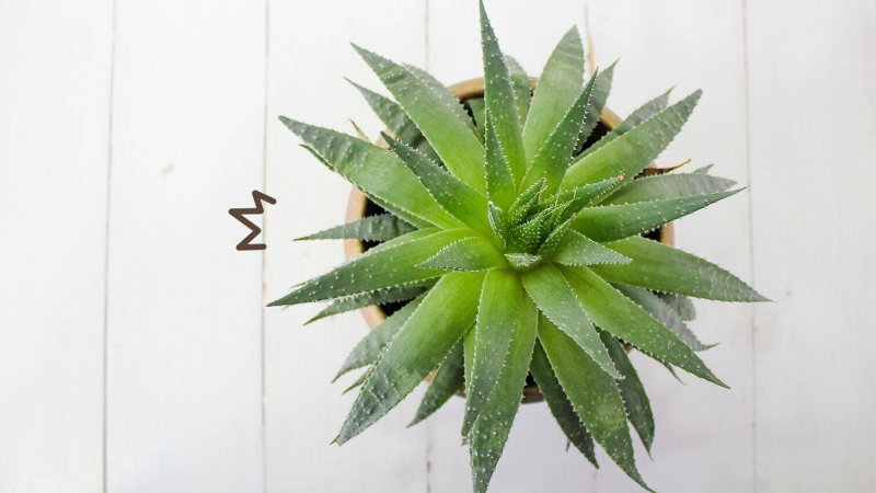 Алоэ устрашающее Aloe Ferox