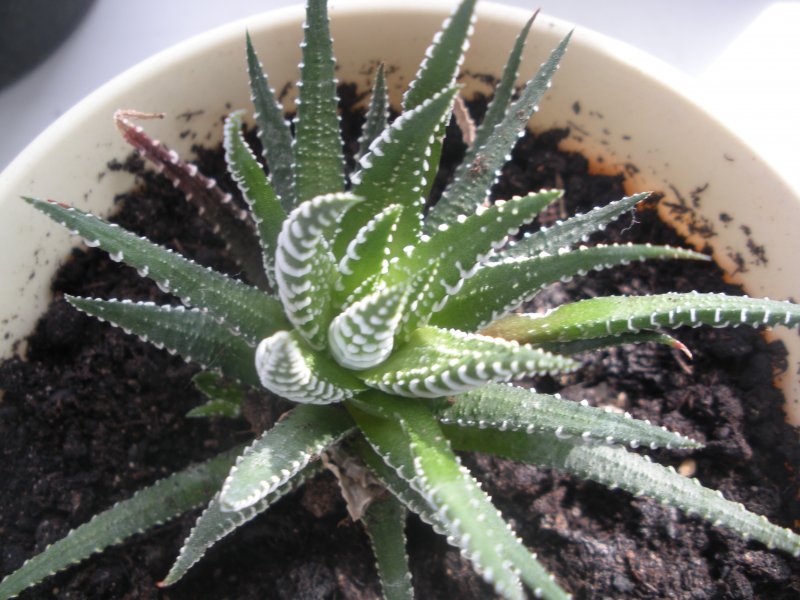 Aloe sinkatana