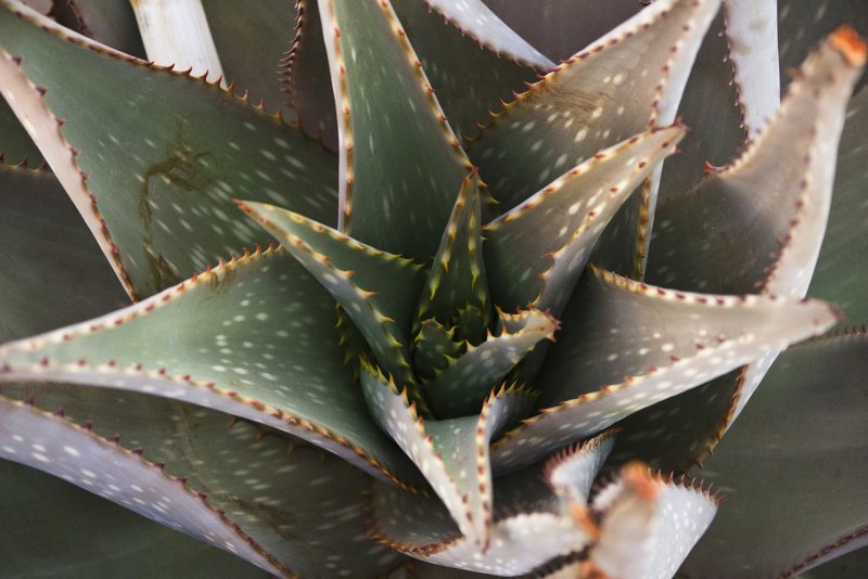 Алоэ aculeata