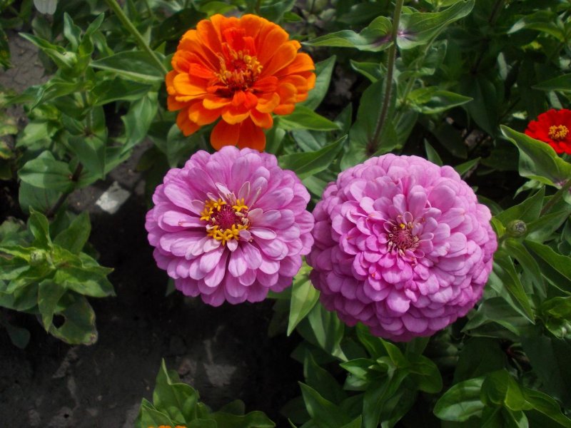 Zinnia violacea
