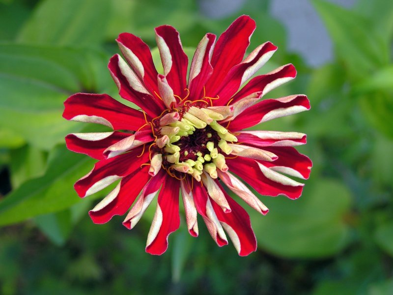 Цинния изящная (Zinnia elegans) Scabiosa flowered