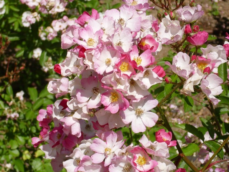 Strauchrose 'Mozart'