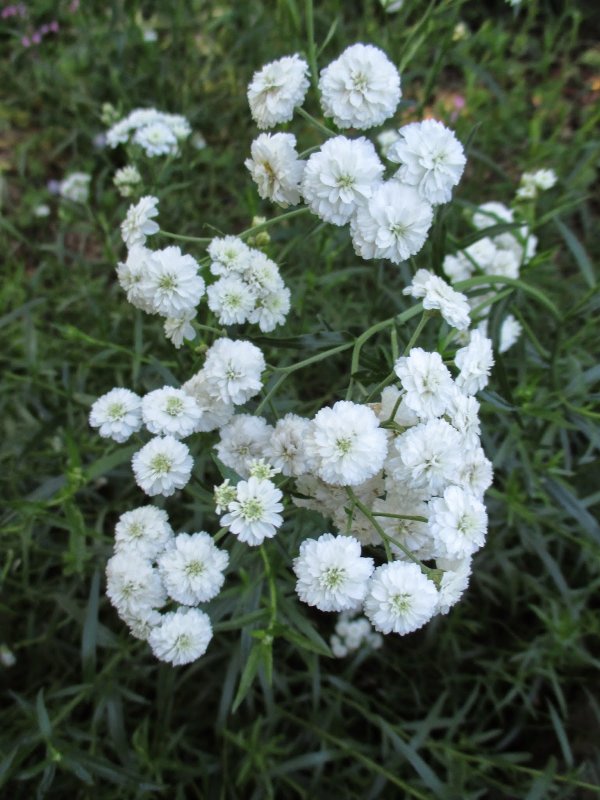 Тысячелистник птармика (Achillea ptarmica)