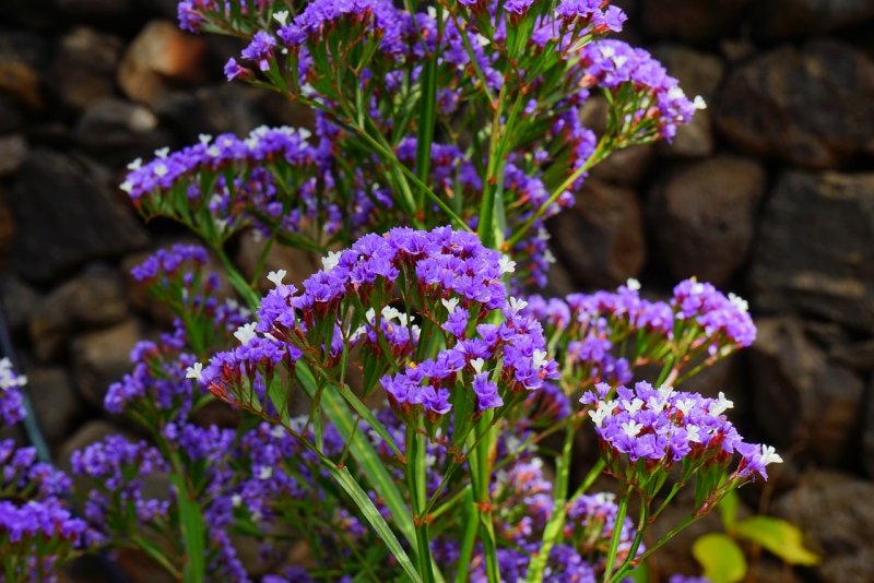 Кермек (Limonium)