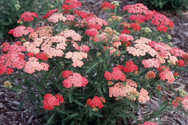 Тысячелистник Apricot Delight