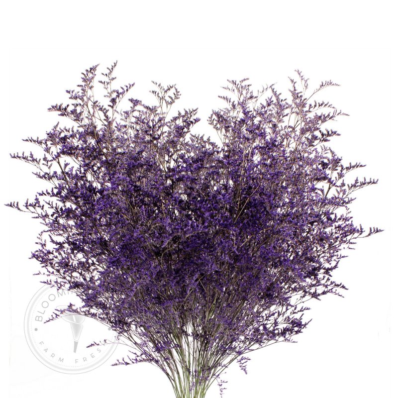 Лимониум Purple