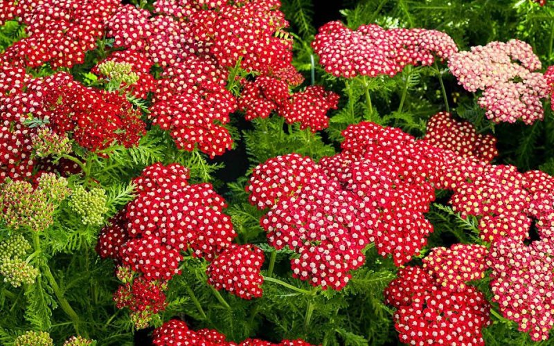 Тысячелистник Red Velvet