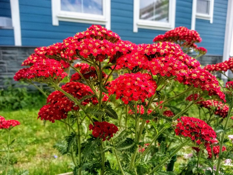 Тысячелистник Achillea "Red Velvet"