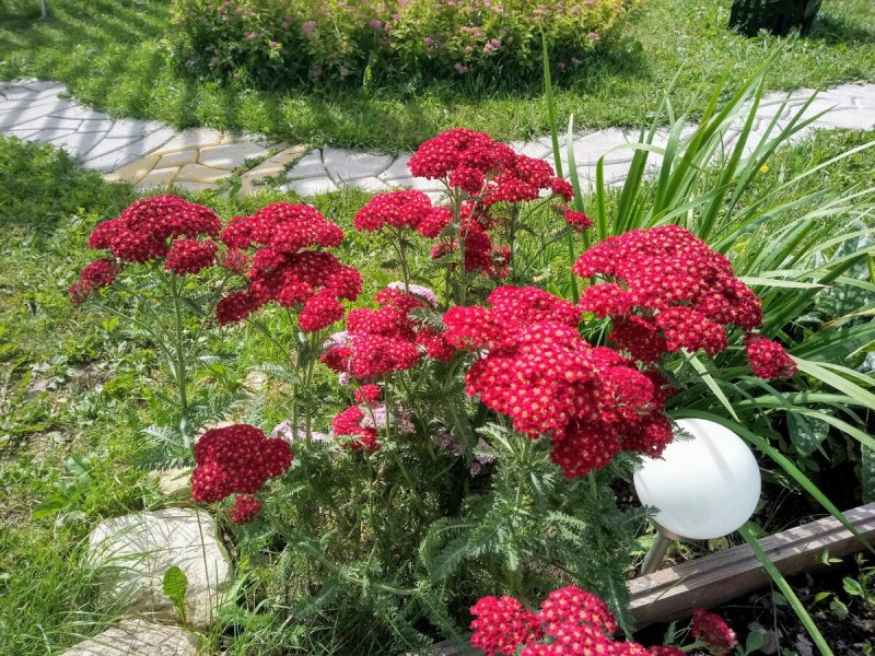 Тысячелистник Achillea "Red Velvet"