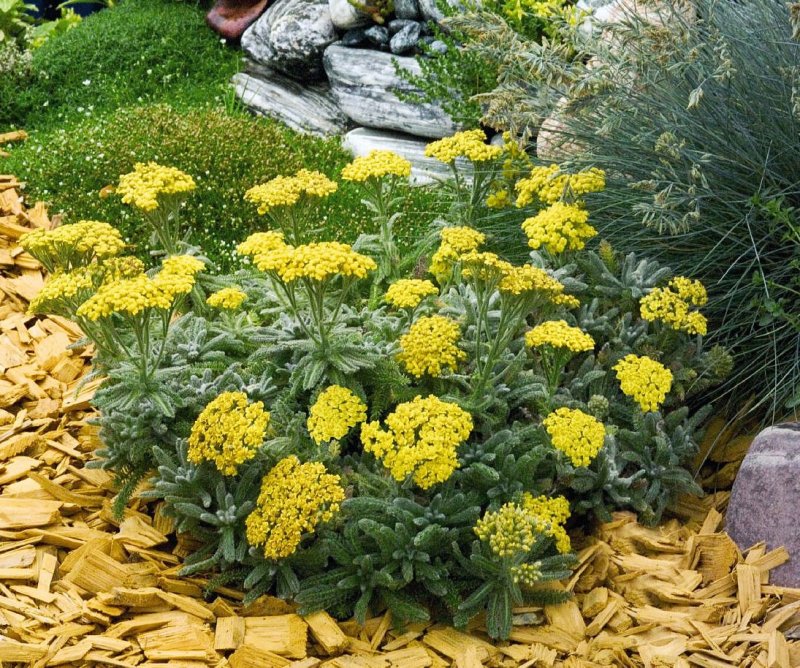 Тысячелистник войлочный (Achillea tomentosa)