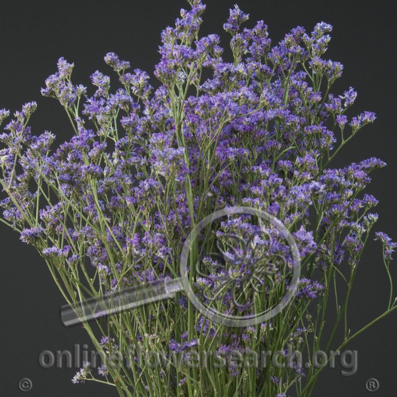 Лимониум Ohio Blue