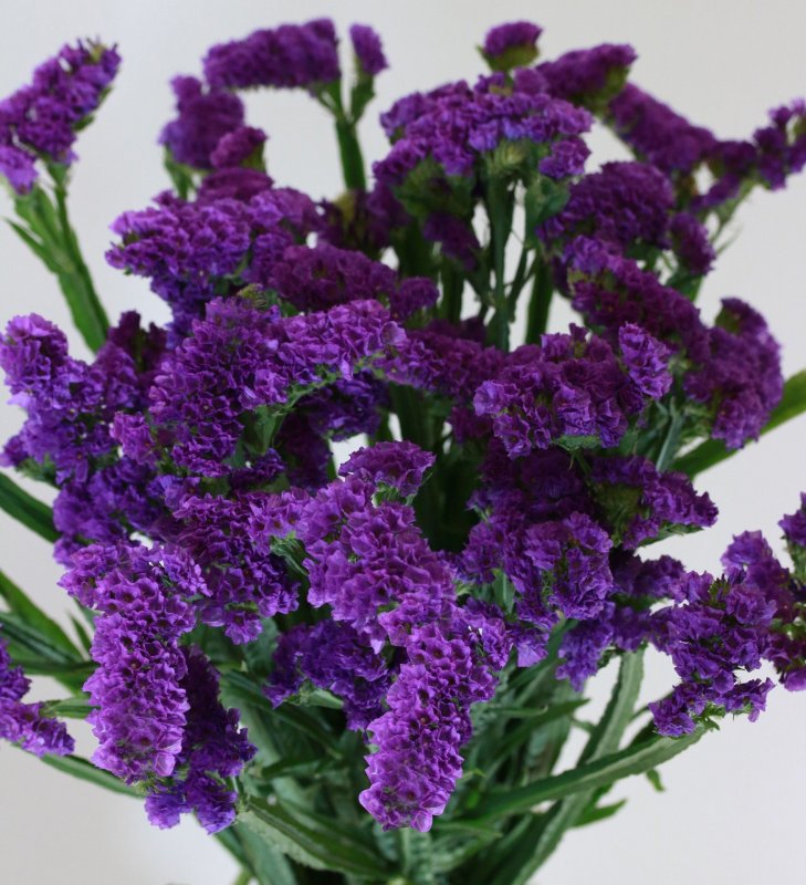 Кермек (Limonium)