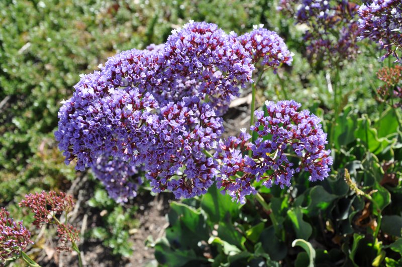 Кермек (Limonium)