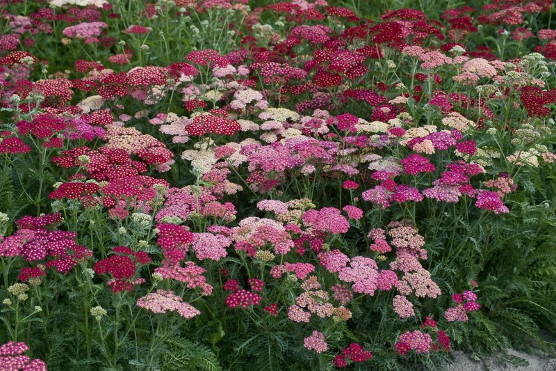 Тысячелистник (Achillea)