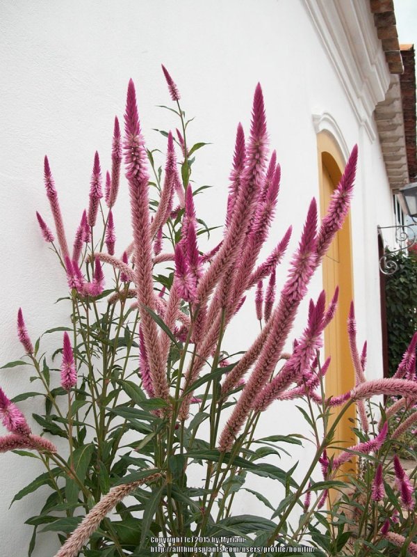 Celosia spicata