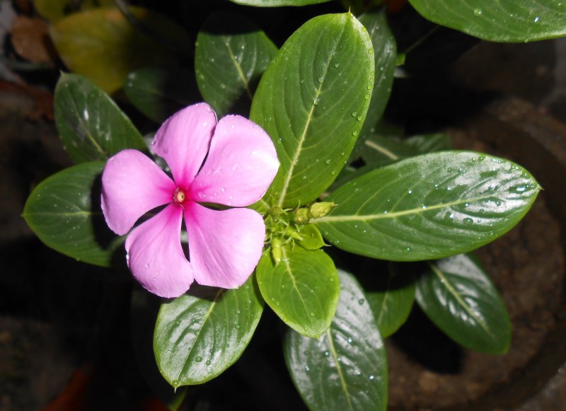 Periwinkle — мадагаскарский Барвинок