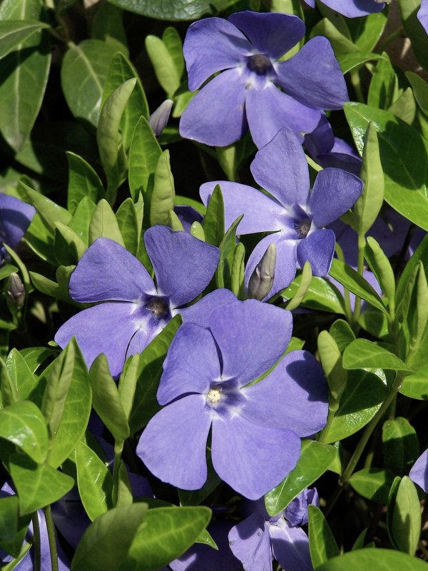 Барвинок малый Vinca Minor Seng