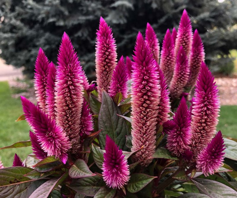 Целозия серебристая - Celosia argentea