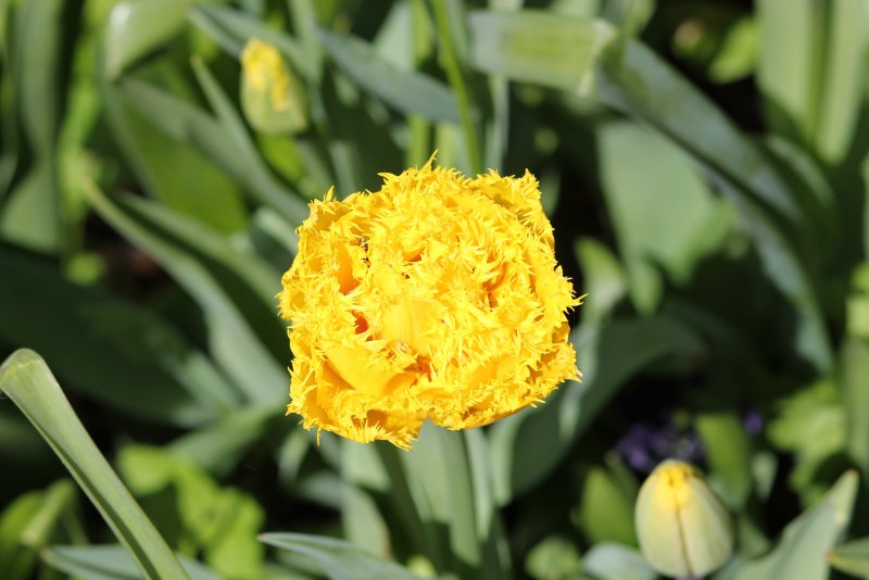 Floralia