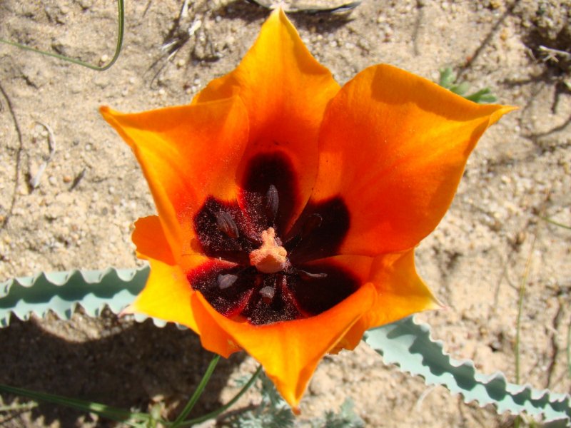 Tulipa borszczowii