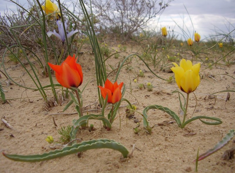 Tulipa borszczowii