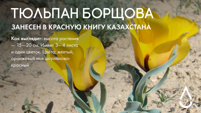 Тюльпан Джузеппе Верди