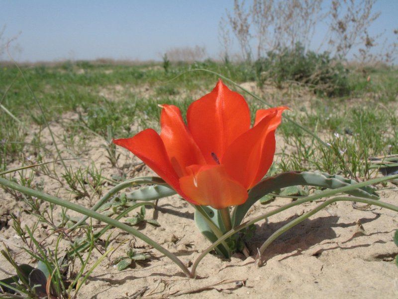 Tulipa borszczowii