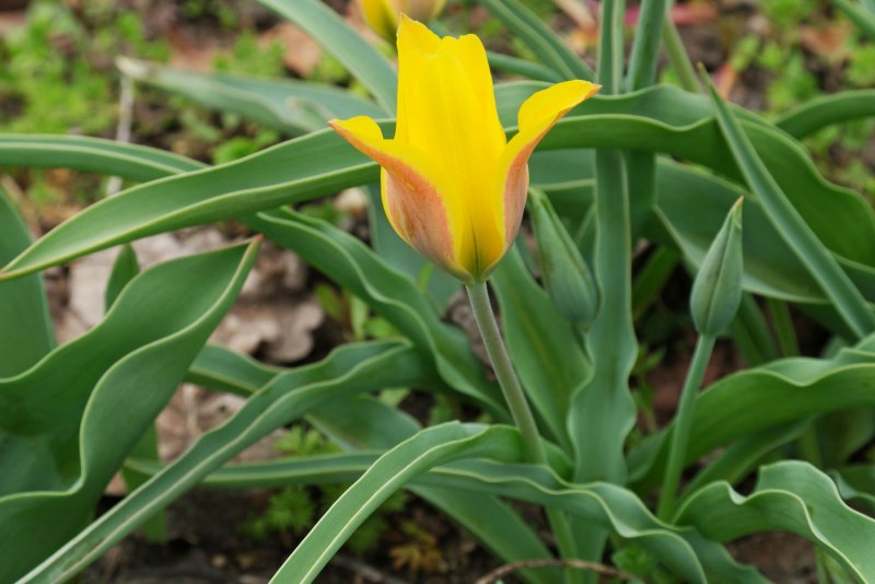 Tulipa kolpakowskiana
