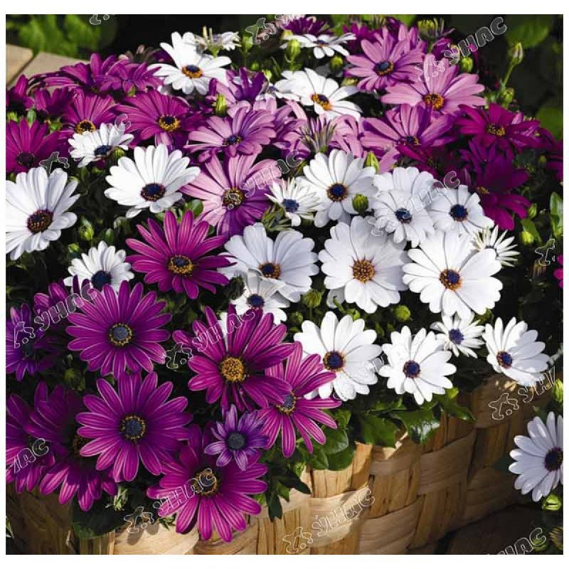 Остеоспермум Cape Daisy Terra