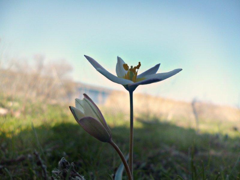 Tulipa biflora