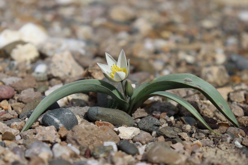 Тюльпан двуцветковый Tulipa biflora Pall