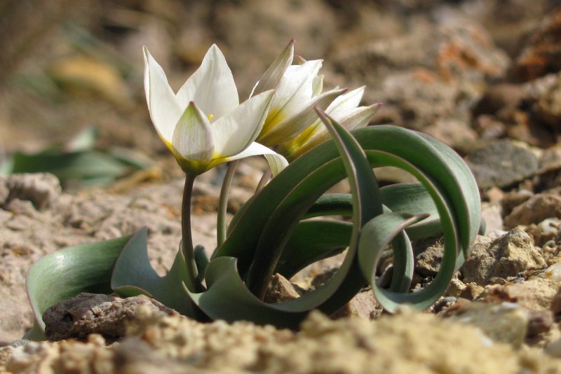 Tulipa biflora