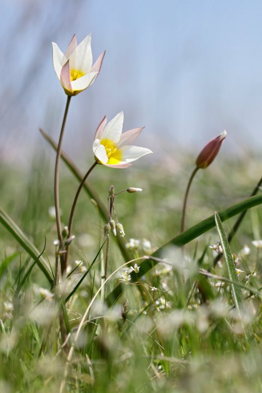 Tulipa cretica