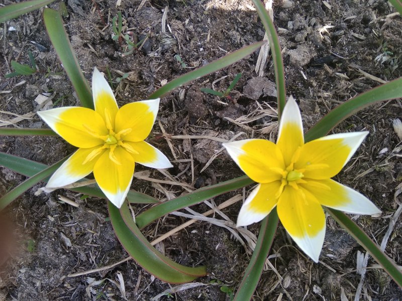 Tulipa biflora Плантариум