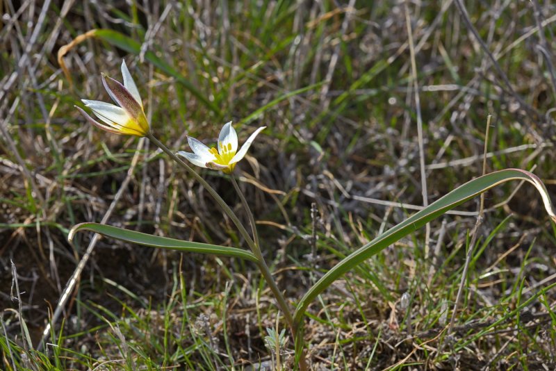 Tulipa biflora