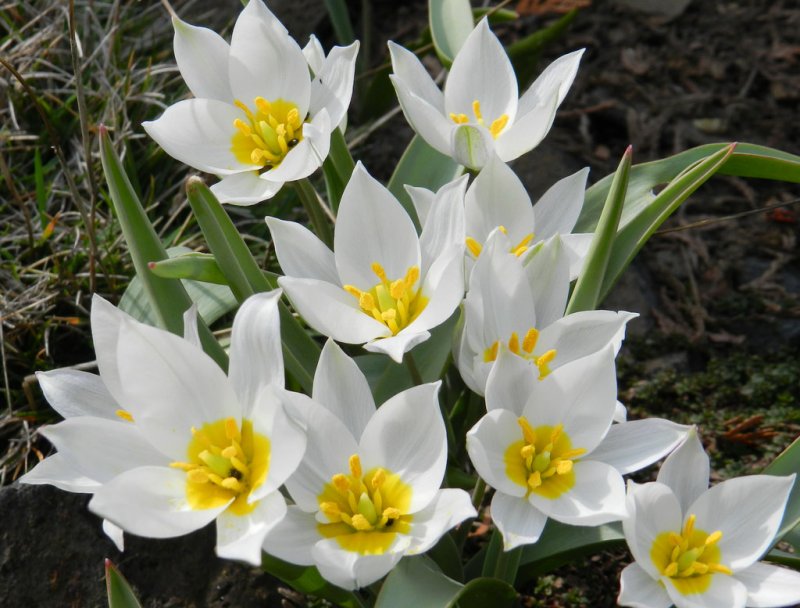 Tulipa bifloriformis